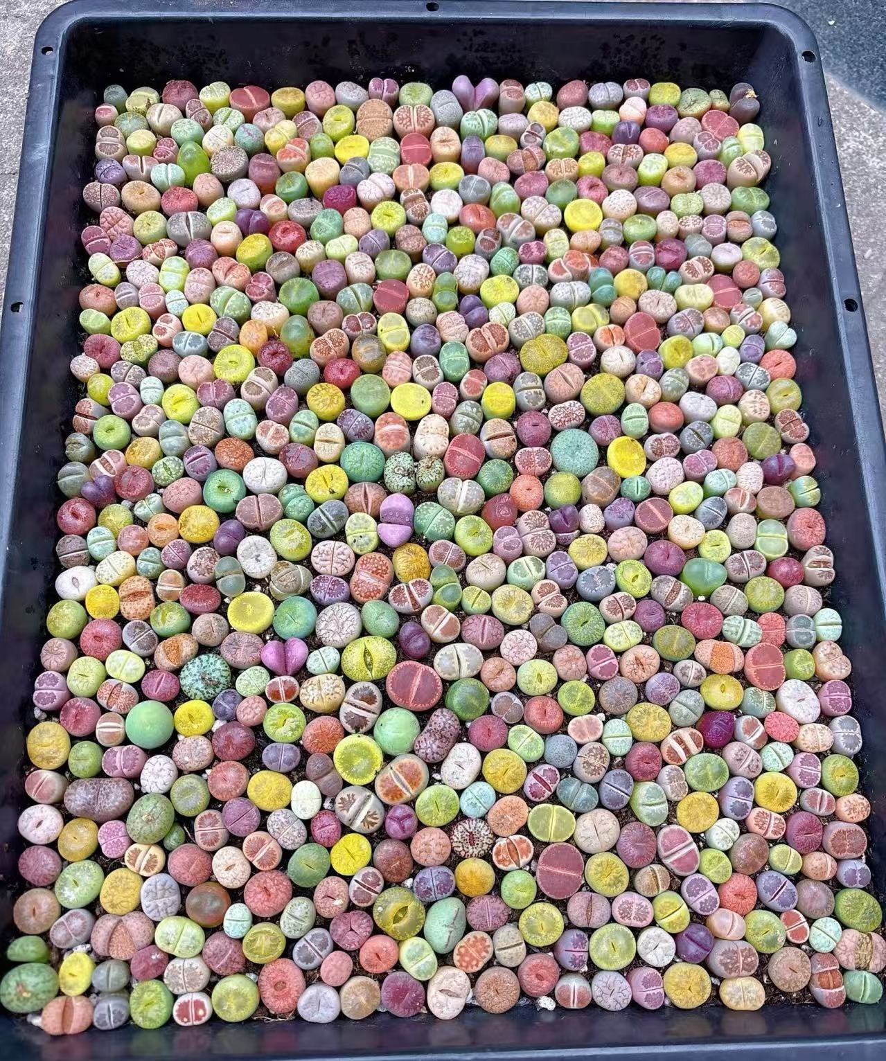 10,000Seeds Mix Lithops harvested in 2026 many varieties