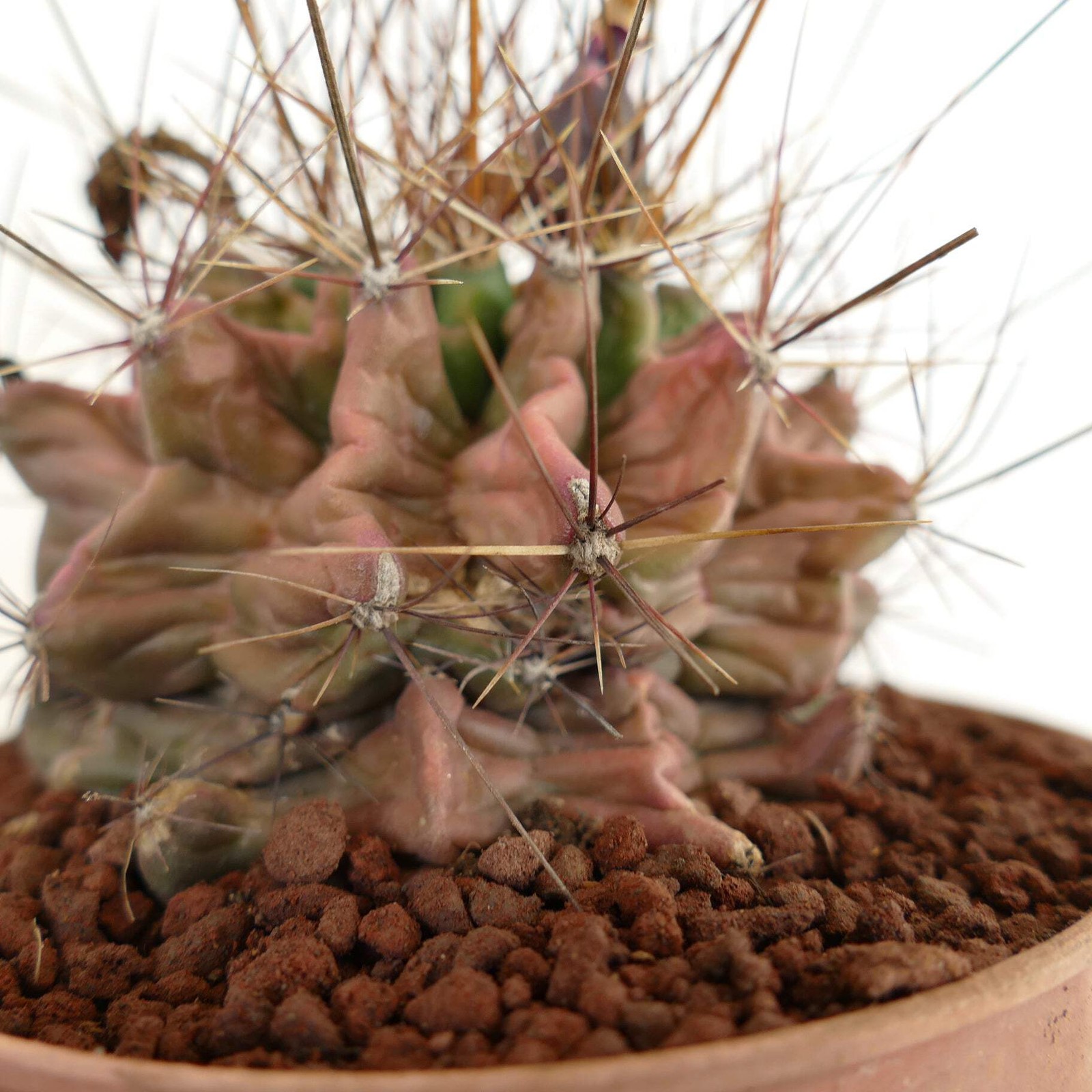 Ferocactus hamatacanthus UNUSUAL RIBS FORMS – Texas barrel cactus | Hooked barre
