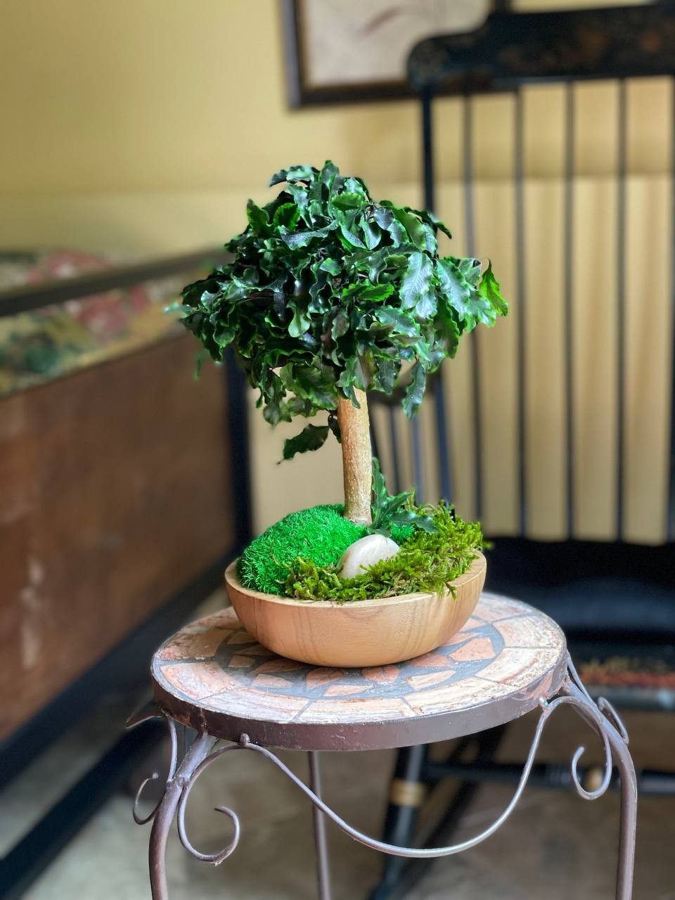 Handmade Preserved Bonsai Tree Pittosporum Stabilized Natural Indoor Home Decor