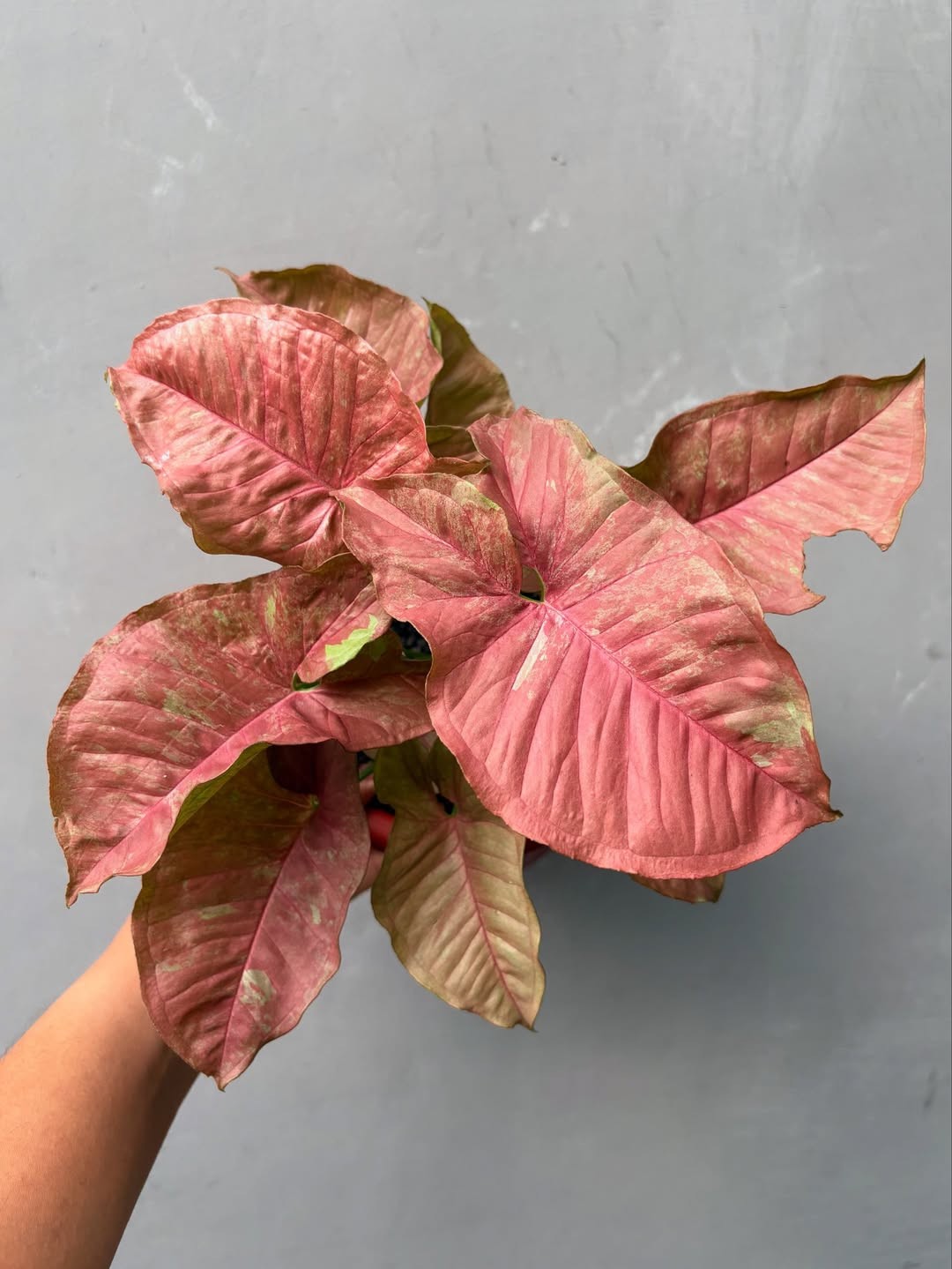 Syngonium Pink Venom Real Picture Large Size Free Phito