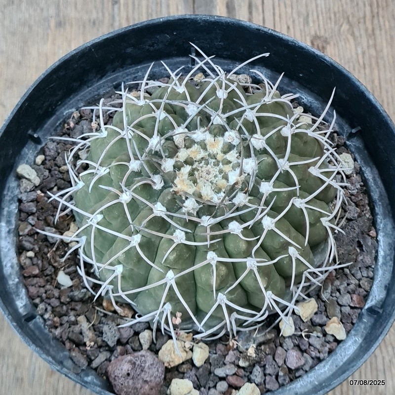 D5738 GYMNOCALYCIUM STELLATUM pot14-H5,5-W9 cm MaMa Cactus