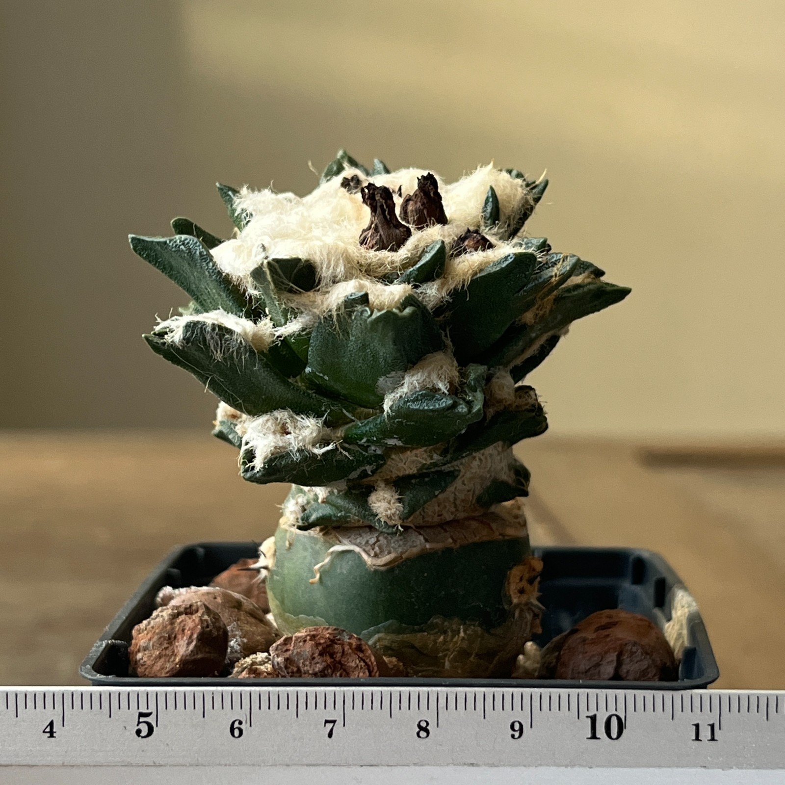 A52-55 Cactus hybrid (scaph x fiss), grafted