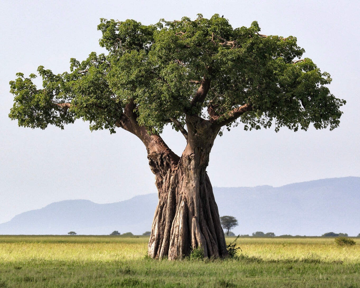 Adansonia digitata BAOBAB – Baobab