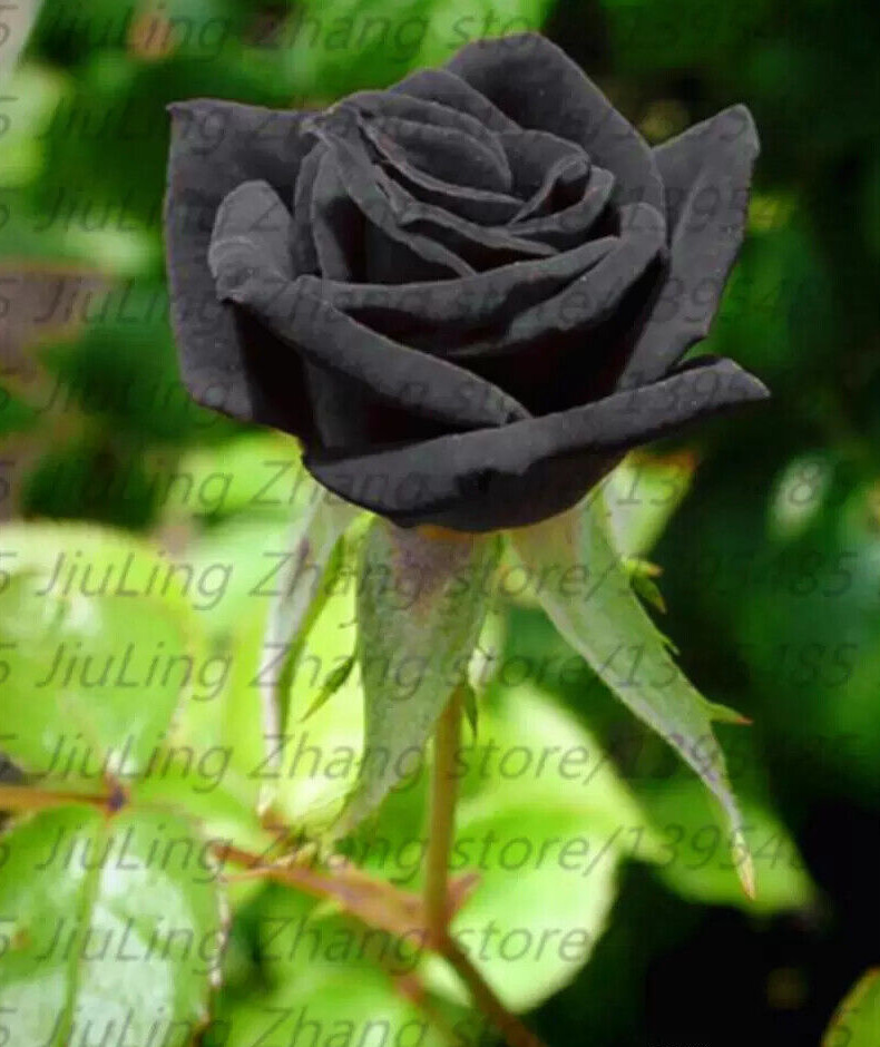 (10) RARE BLACK ROSE SEEDS perennial flower garden bush tea USA SELLER W/TRACK