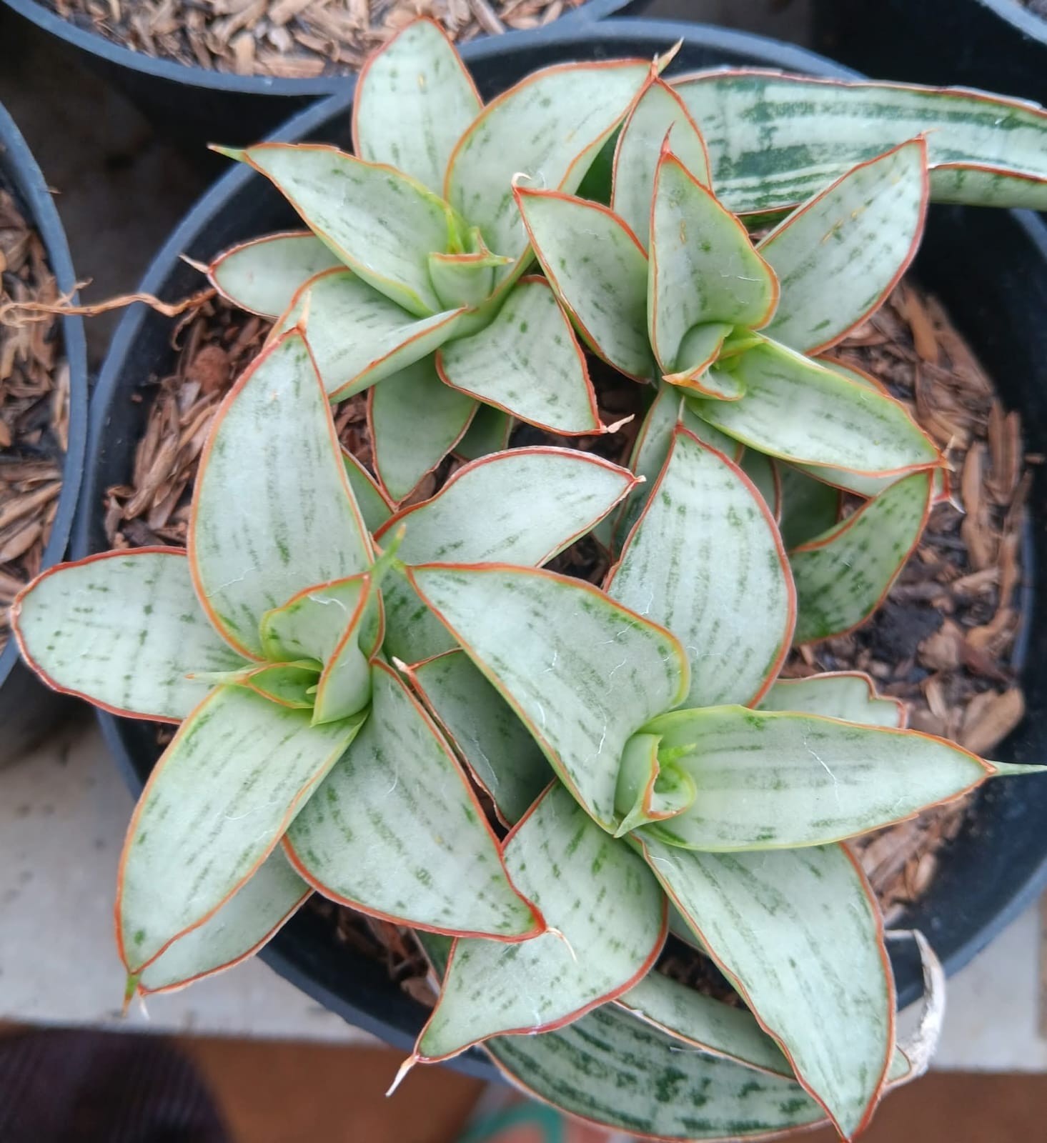Sansevieria Hybrid Dama Rare Uniqe Snake Plant