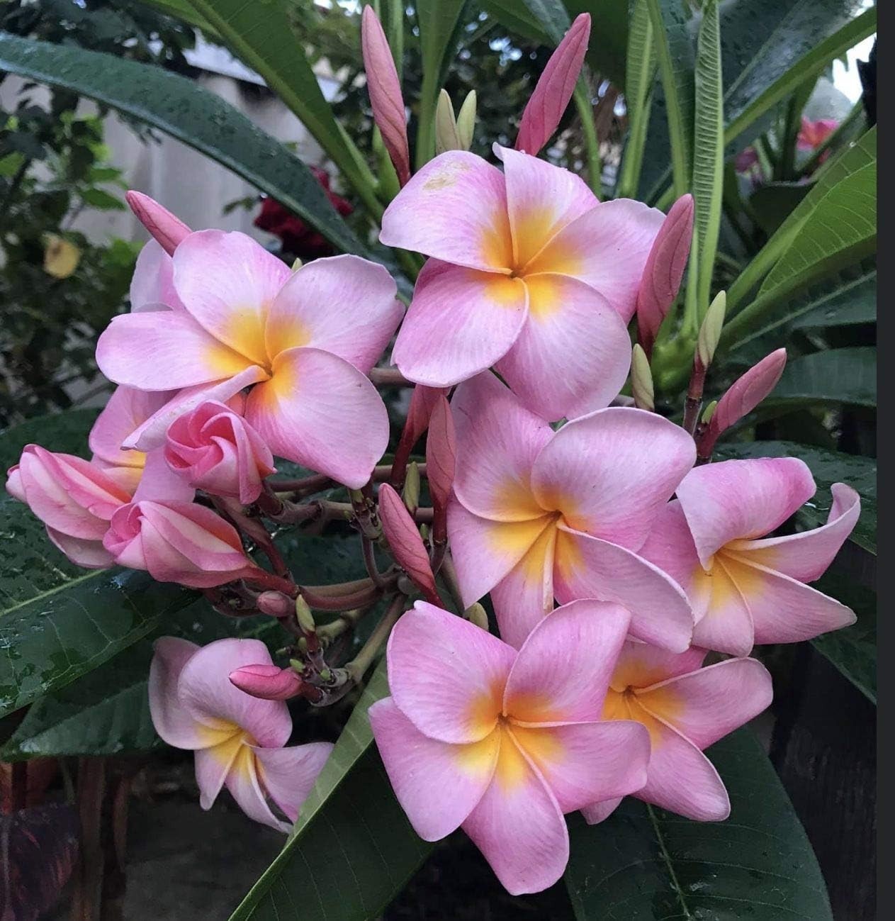 2 HAWAIIAN PINK PLUMERIA FRANGIPANI PLANT CUTTING – FRAGRANT EASY TO GROW