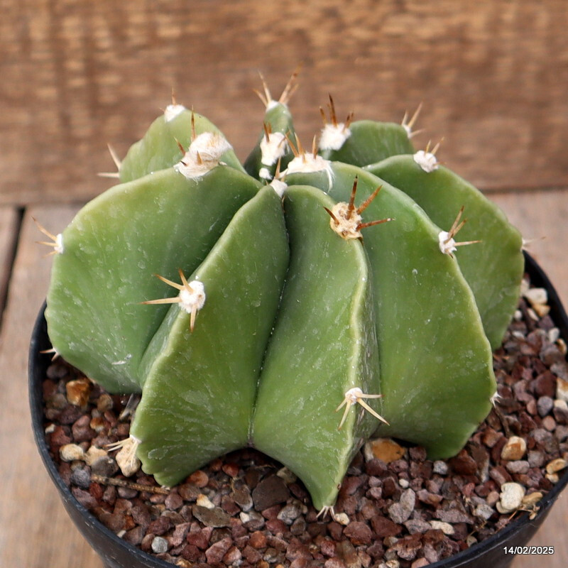 A3351 ASTROPHYTUM ORNATUM pot14-H8-W10 cm MaMa Cactus
