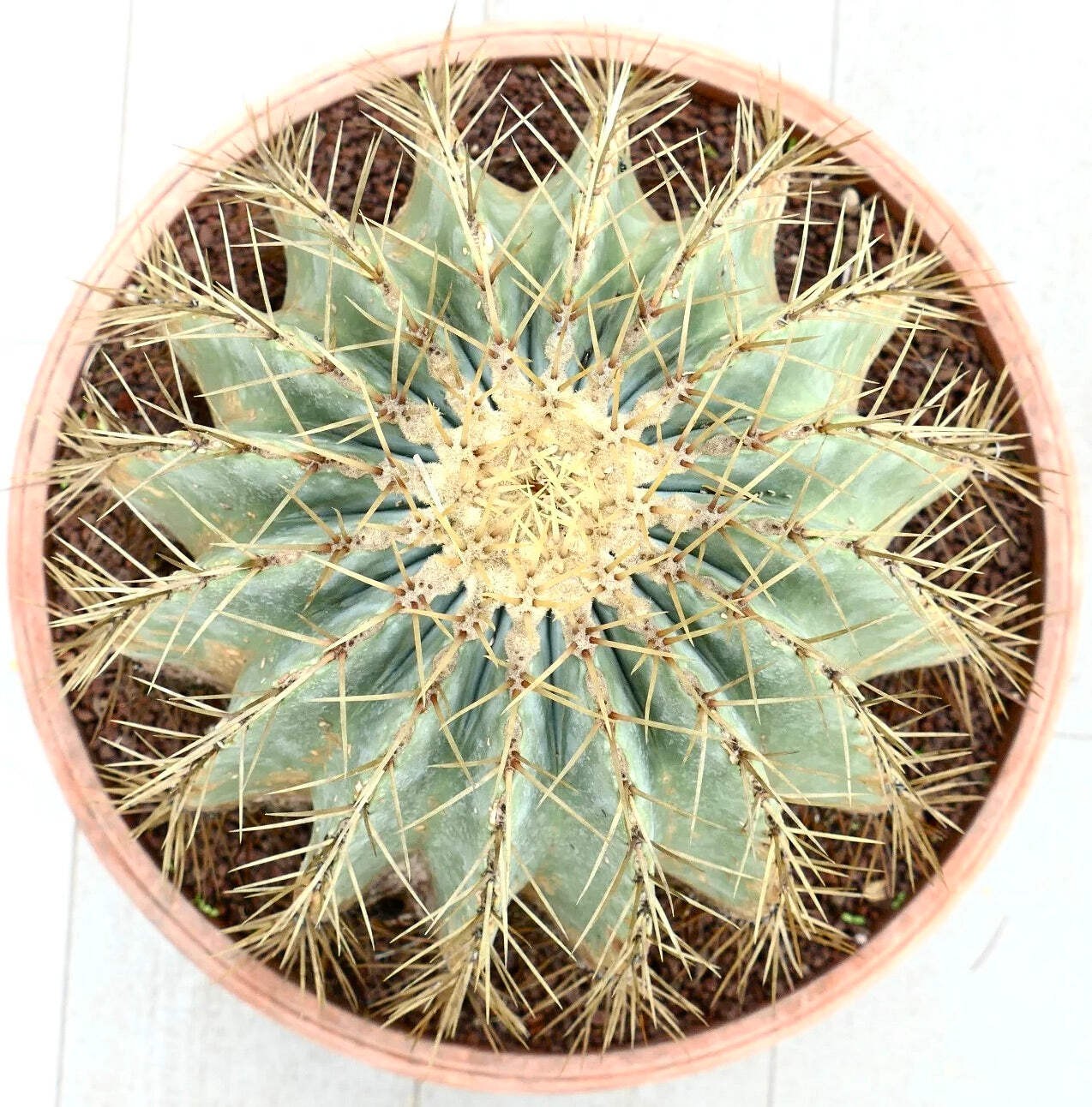 Ferocactus electracanthus SEEDS – Rare Cactus SEEDS