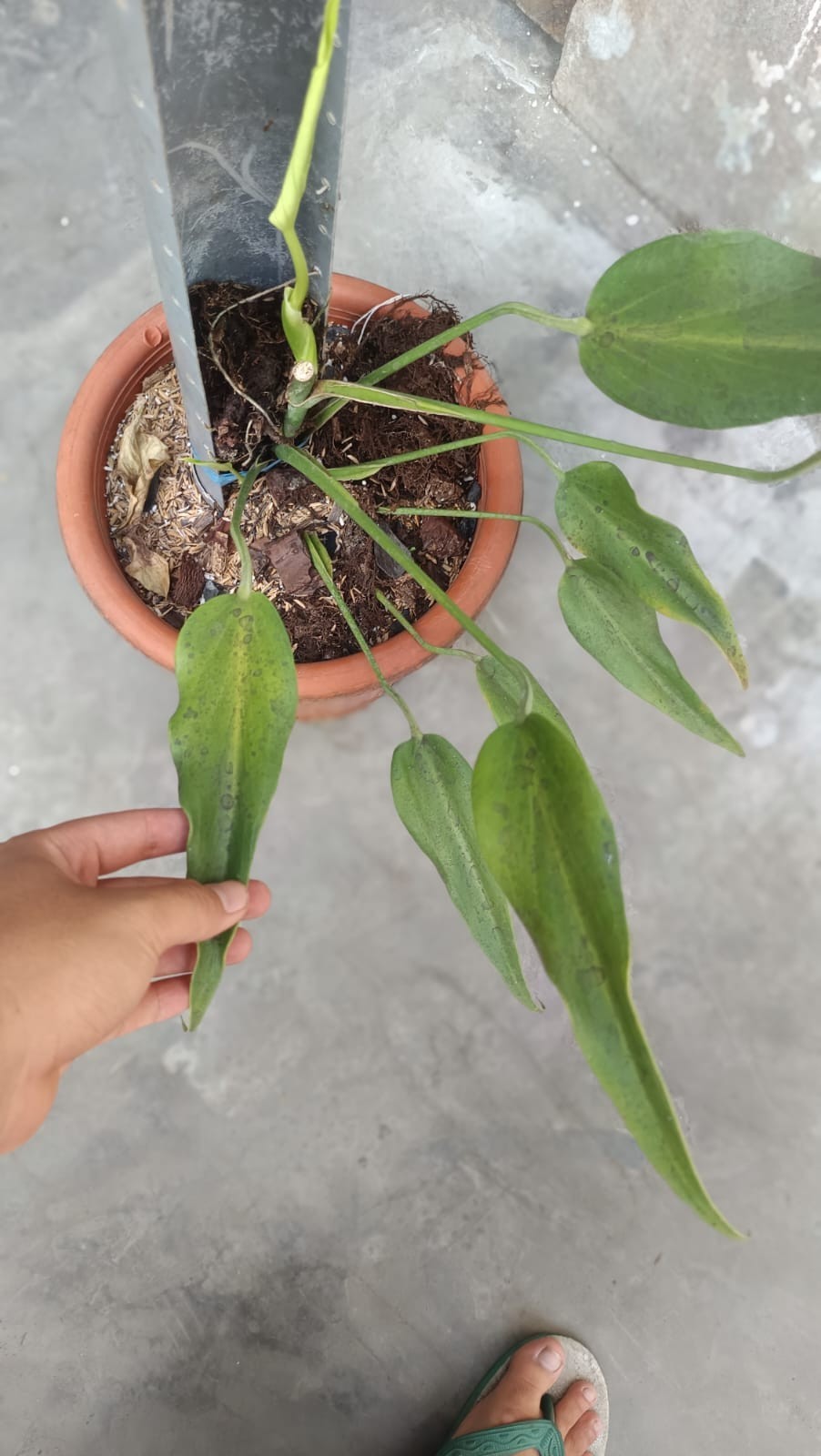 Sansevieria Guardian (Wali) Rare Unique Snake Plant