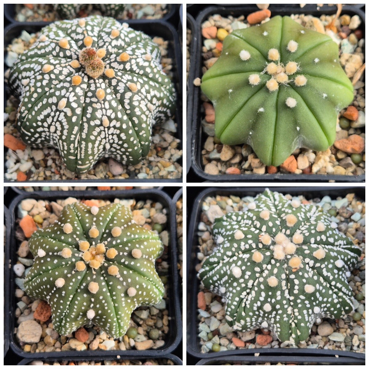 Astrophytum asterias ‘Star Shape’ mix 10seeds 2025 year