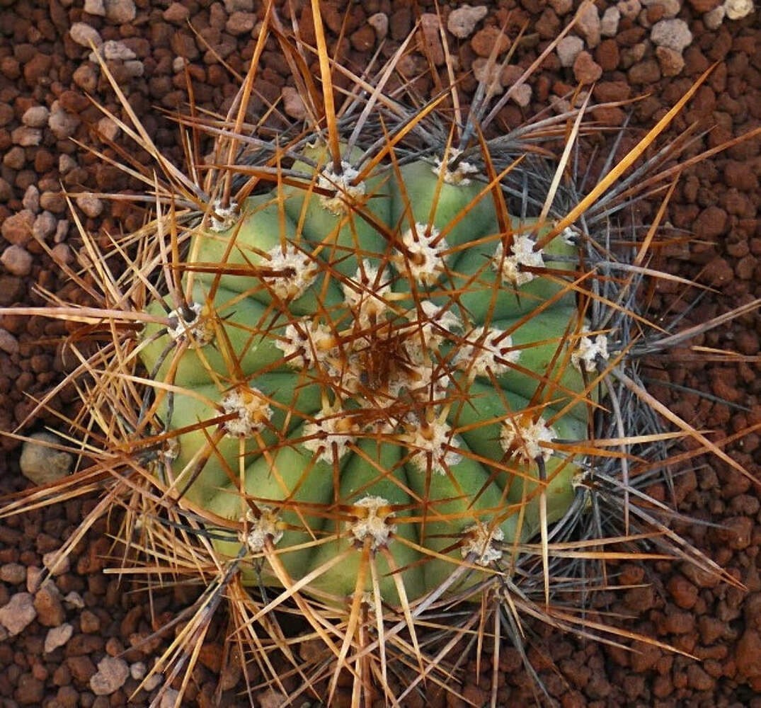 Cereus pasacana BROWN SPINES OT2KK – Pasacana cactus | Argentine saguaro
