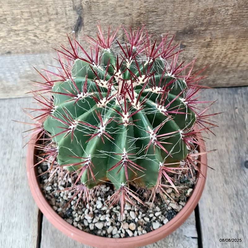 D5821 FEROCACTUS STAINESII pot24-H19-W18 cm MaMa Cactus