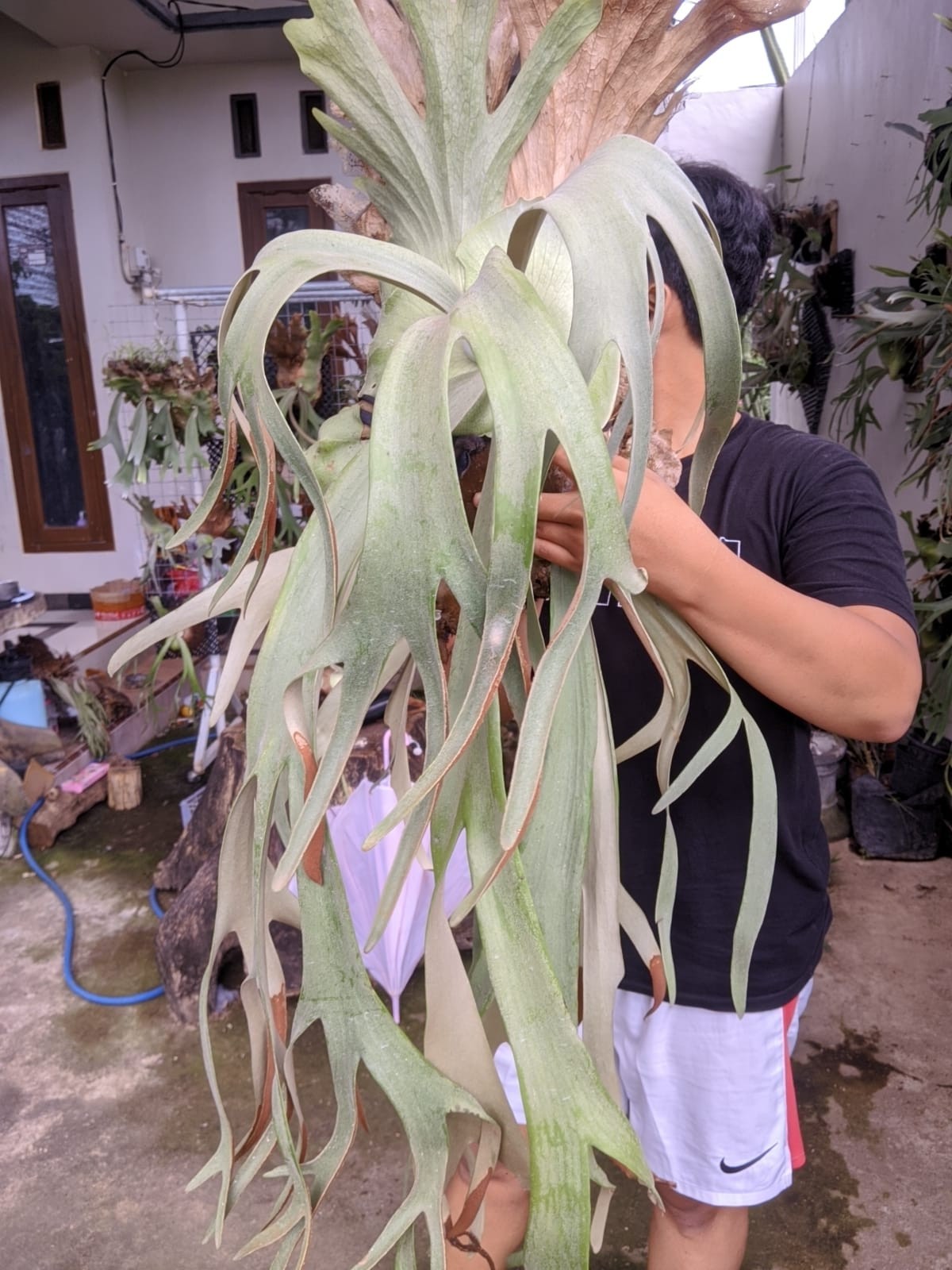 Platycerium Willinky Roll Big Size Very Beauty Real Picture