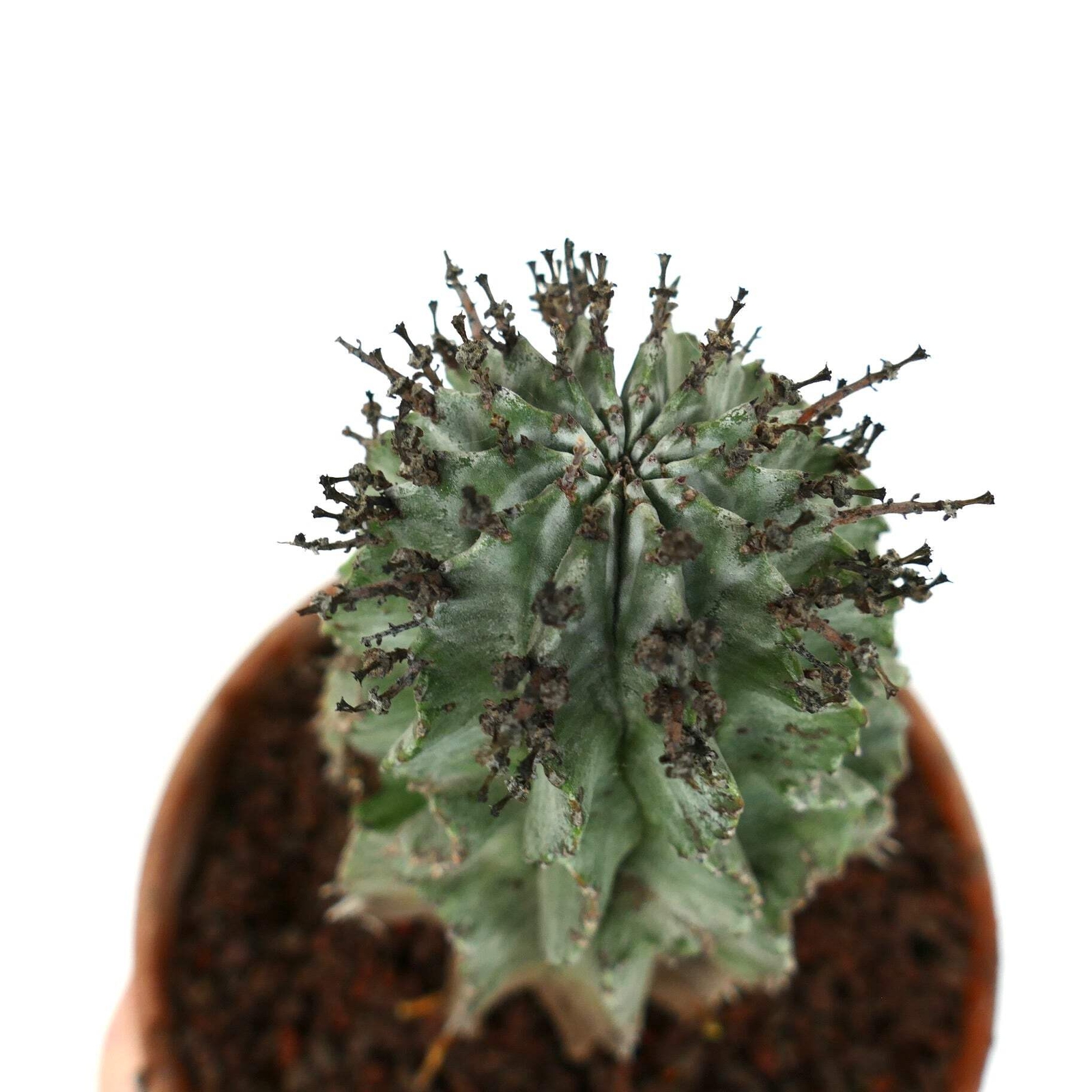 Euphorbia horrida BLACK SPINES – African Milk Barrel | Milk Barrel Cactus