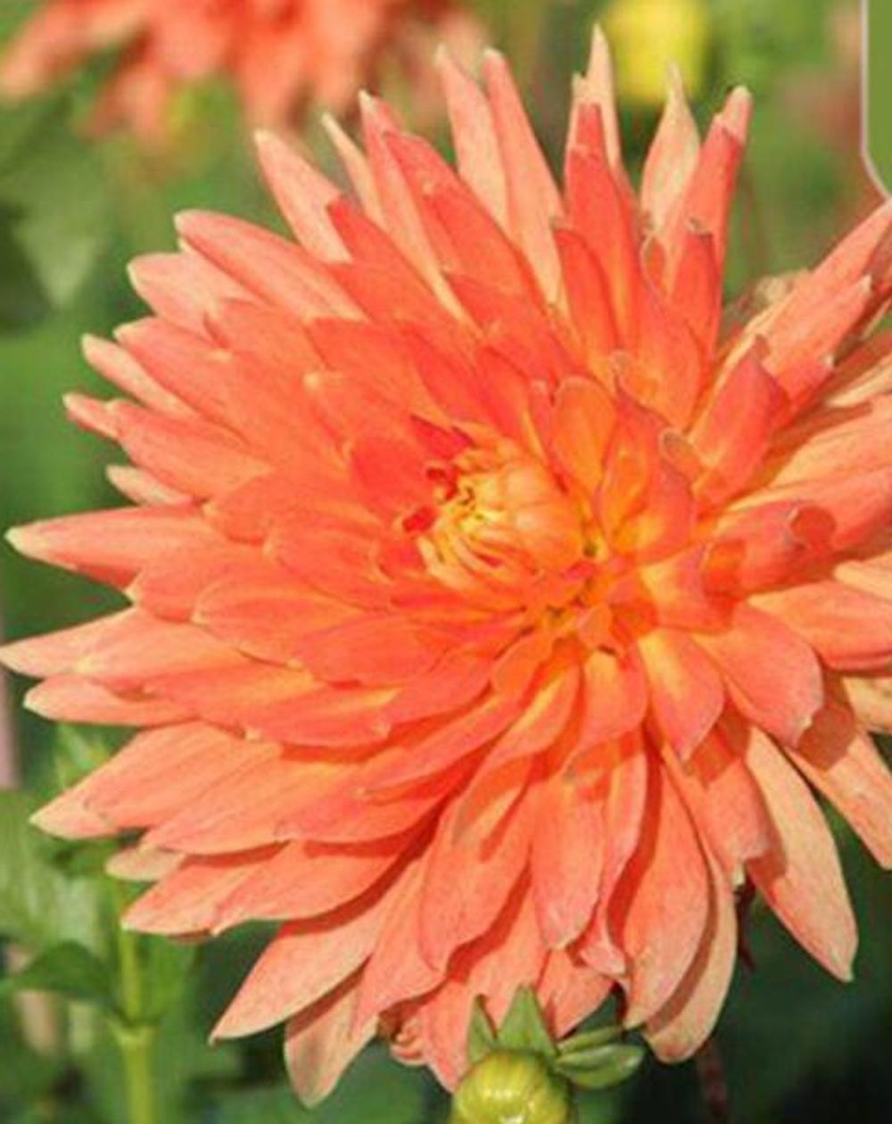 (10) DAHLIA SEEDS rare exotic flower blossom garden plant USA SELLER W/TRACK