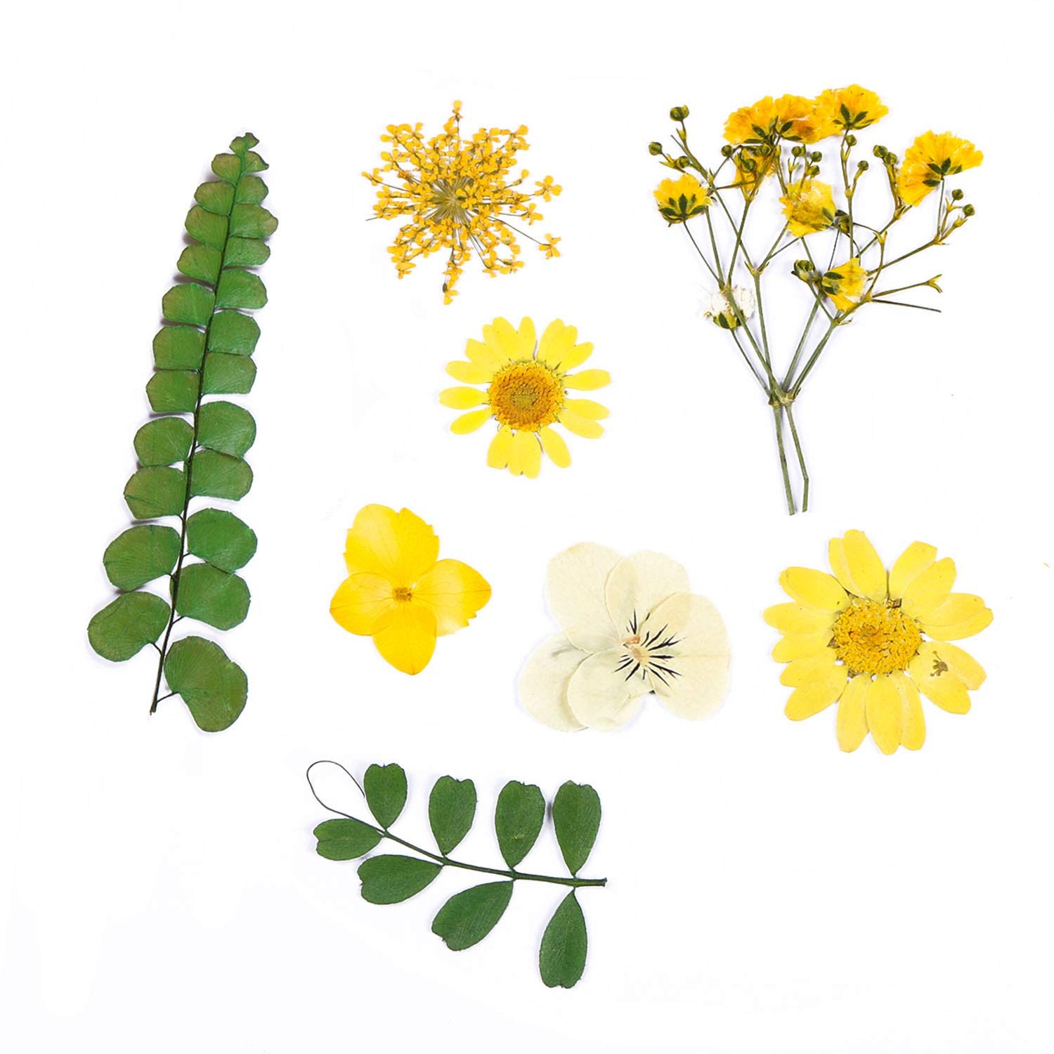 Yellow Real Nature Dried Pressed Flowers Colorful Daisies DIY Crafts Resin