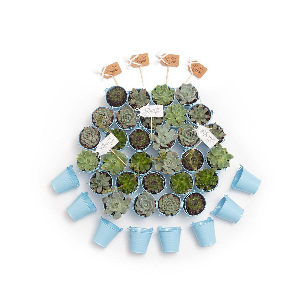 2 In. Wedding Event Rosette Succulents Plant with Blue Metal Pails and Let Love