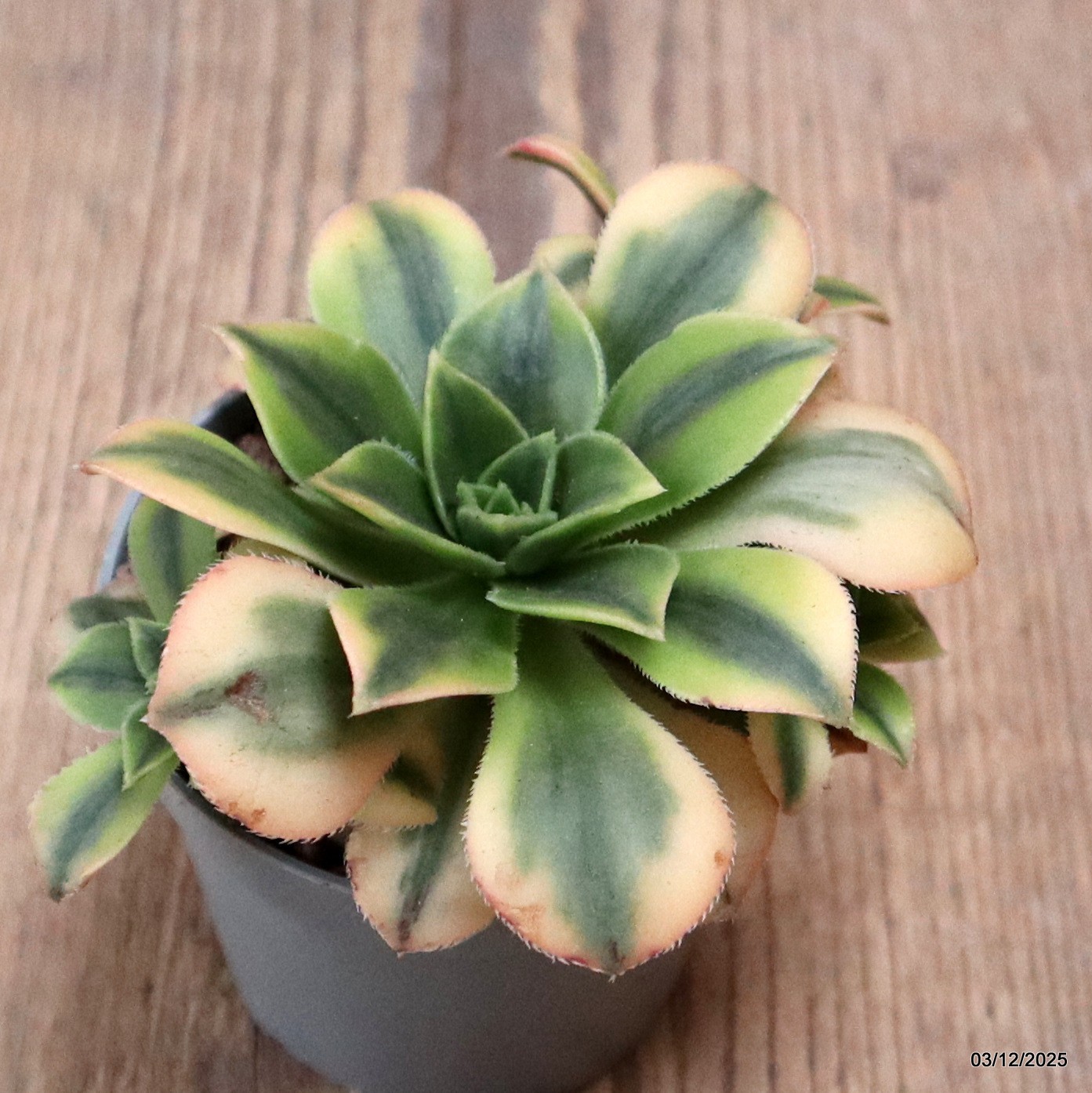 D7650 AEONIUM FLORESENS VARIEGATED pot6,5-H6-W11 cm MaMa Cactus