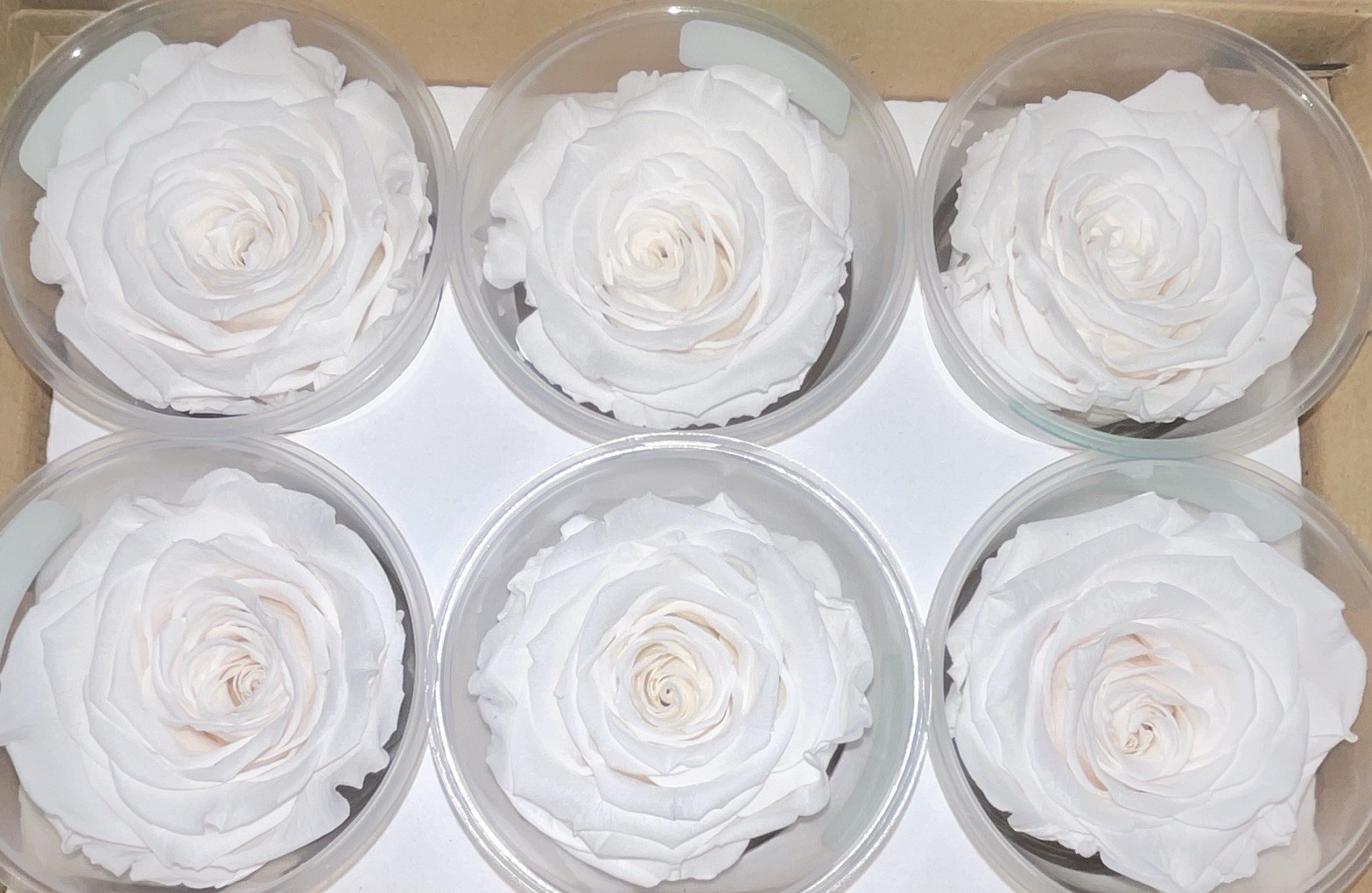 RoseAmor Preserved Rose Flower Heads Gift Boxes Blue, Light Blue, Orange, White