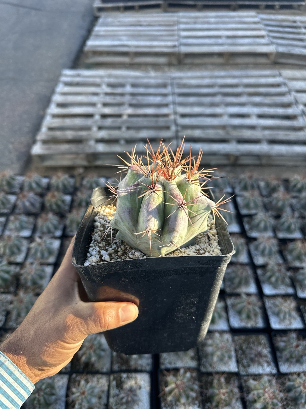 Echinocactus ingens var. grandis 6”