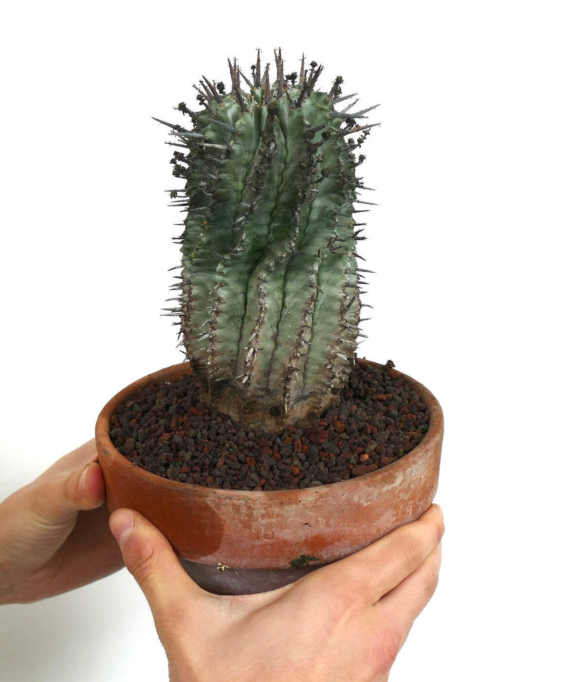 Euphorbia horrida FAT SPINES – African Milk Barrel | Milk Barrel Cactus