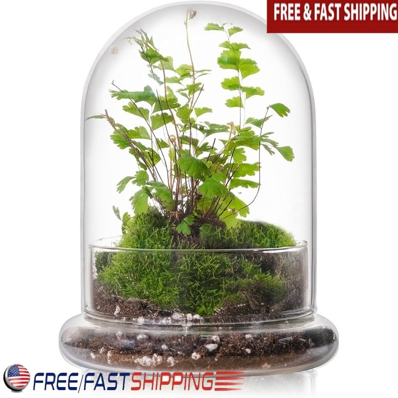 Exquisite Glass Terrarium Dome Mini Cloche Indoor Plants Display Container New