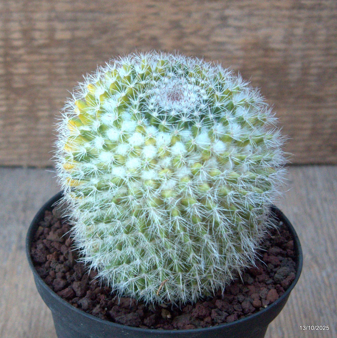 D6958 MAMMILLARIA FORMOSA VARIEGATED pot10-H9-W8 cm MaMa Cactus