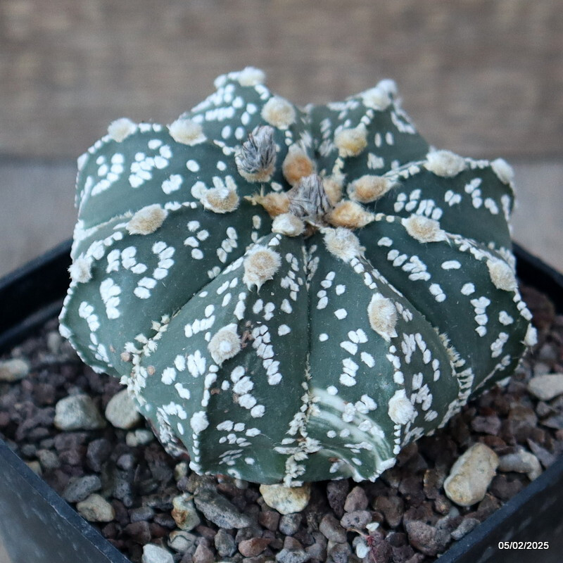 D1901 ASTROPHYTUM SUPER KABUTO pot10-H8-W9 cm MaMa Cactus