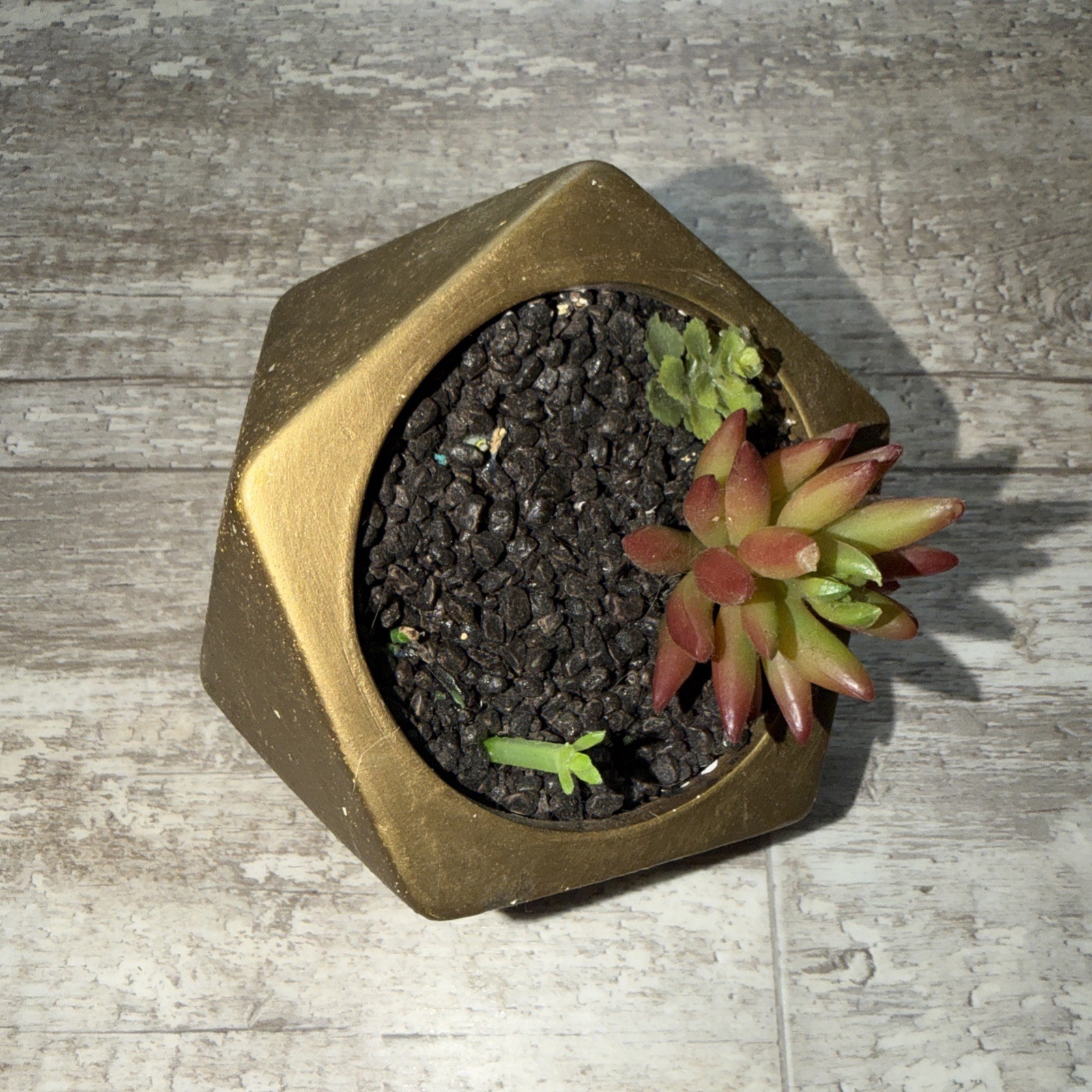 Artificial Succulent Plants in Octagon Shaped Concrete Pot Mini Desk Home Decor