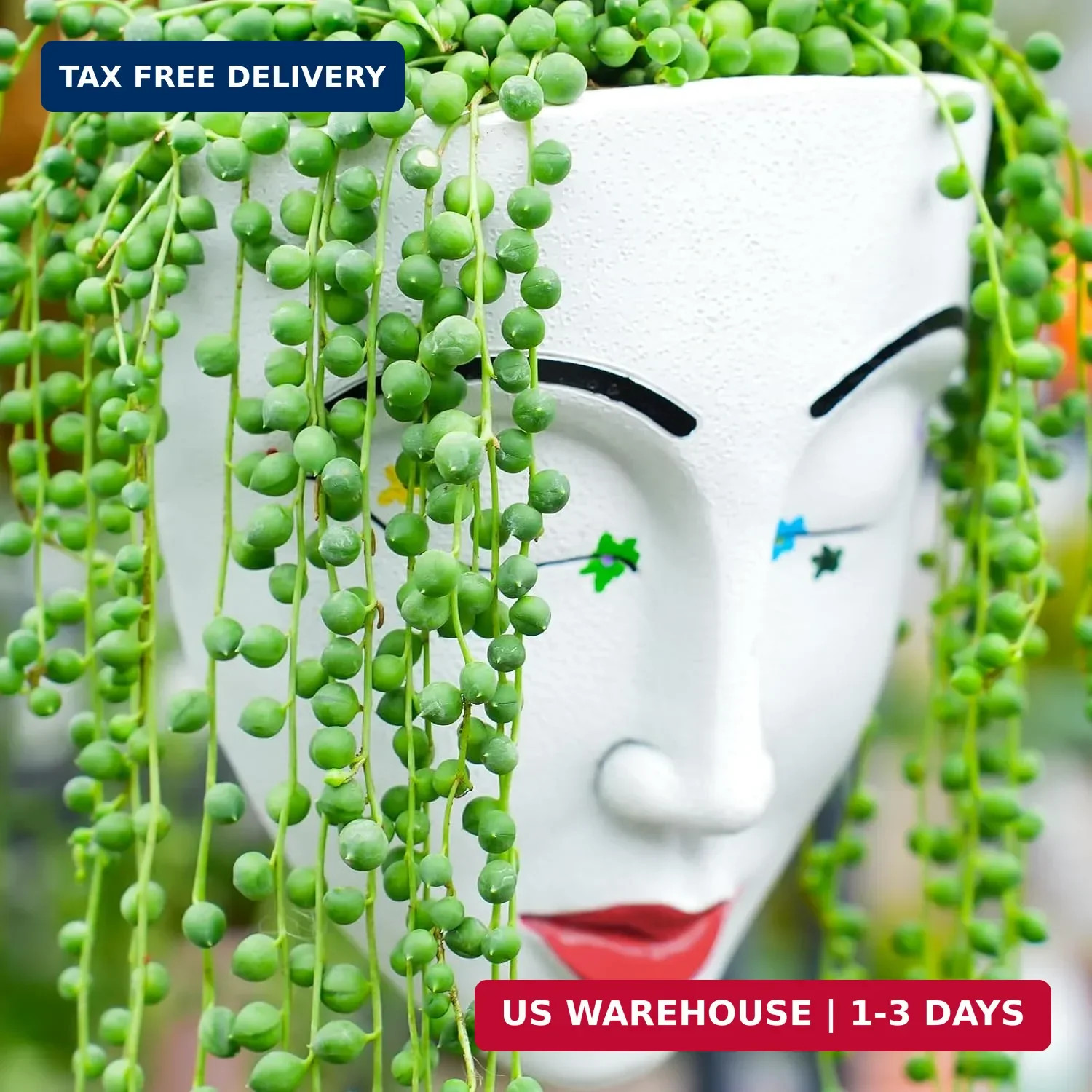 Sprout N Green 4″ String of Pearls, Live Trailing Succulent Fully Rooted in Pots