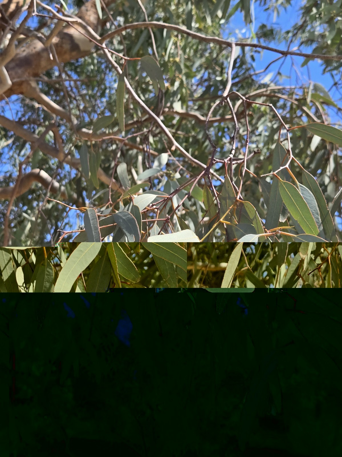 Eucalyptus Microcorys, 15 Seeds 2026