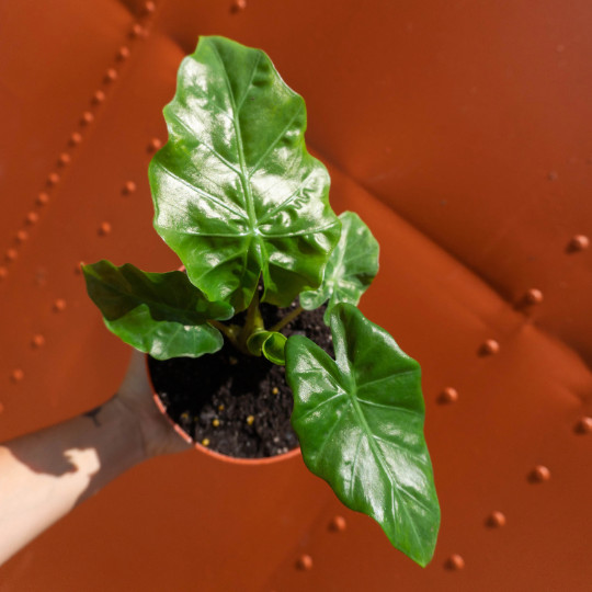 Alocasia Low Rider | Live Tropical Plant 6″ inch Pot | Elephant’s Ear Houseplant