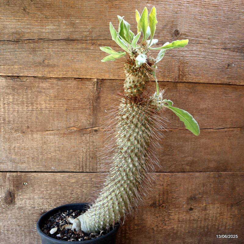 D4604 PACHYPODIUM NAMAQUANUM pot18-H44-W8 cm MaMa Cactus