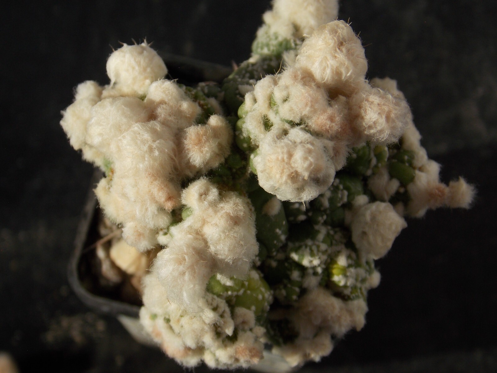 A5-516. Astrophytum Super Kabuto (Grafted)