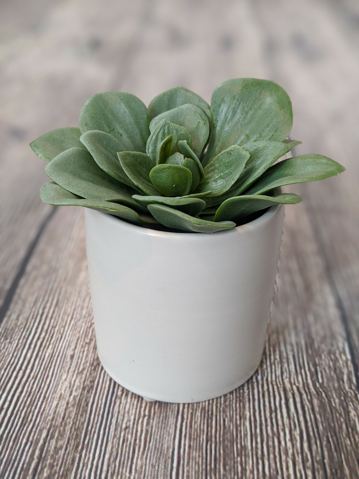 Green Succulent In White Pot 4.5″ x 4″ Project 62 Target Artificial Dudleya