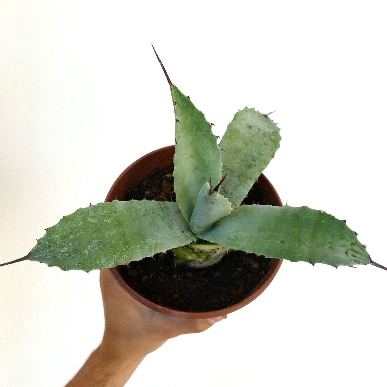 Agave bovicornuta X Agave americana – Cow-horn agave hybrid | American agave hyb
