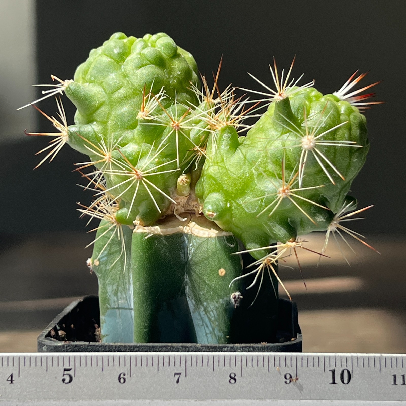 A51-1355 Mammillaria bocasana cv. ‘FRED’, grafted