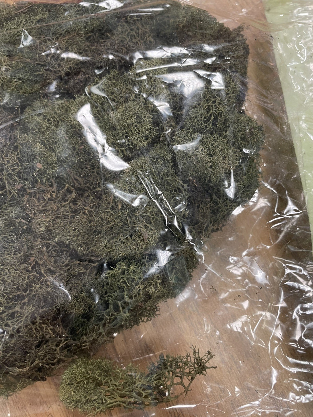 PRESERVED NATURAL REINDEER MOSS GREEN FOR CRAFTS VILLAGES & RAILROAD DISPLAYS