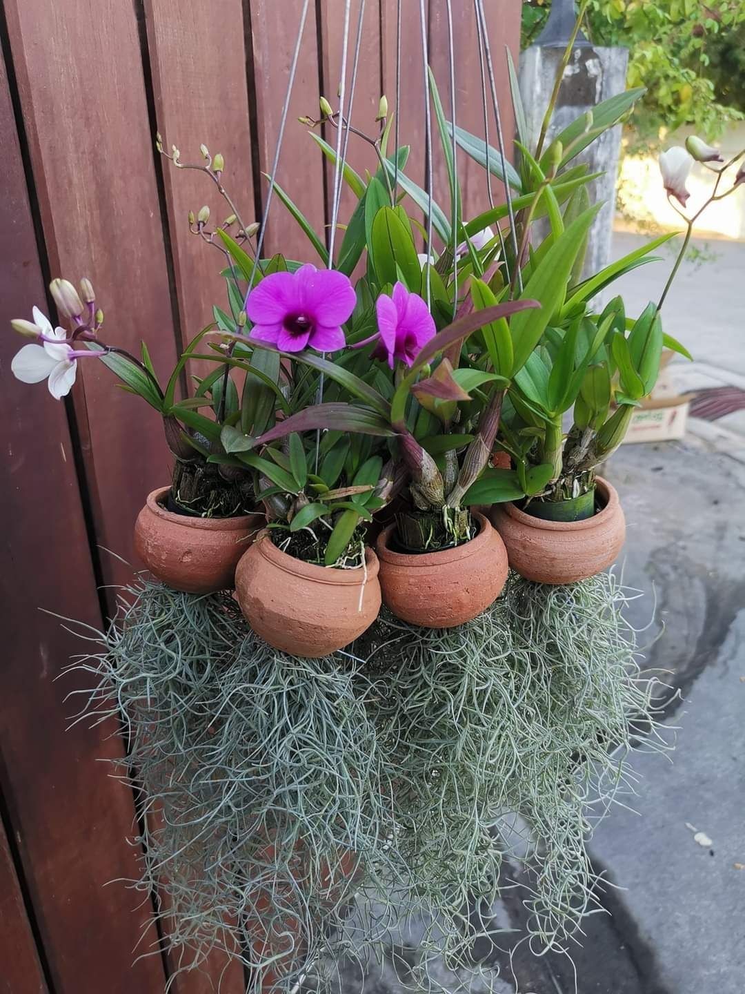 3 bunch AIR ORCHIDS , Mini Dendrobium , Mini Yaya,flowering