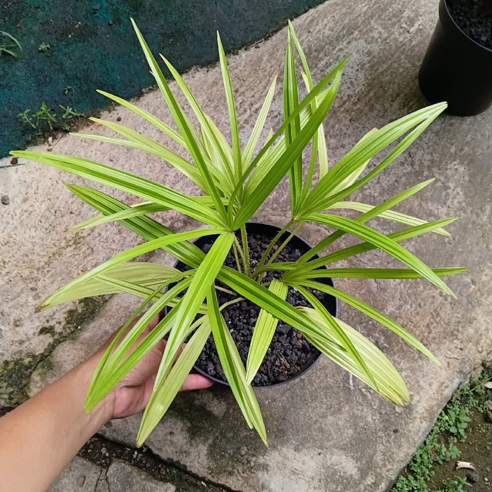 Palm Livistona Benthamii Golden Rare Golden Fan Palm Exotic Tropical Indoor