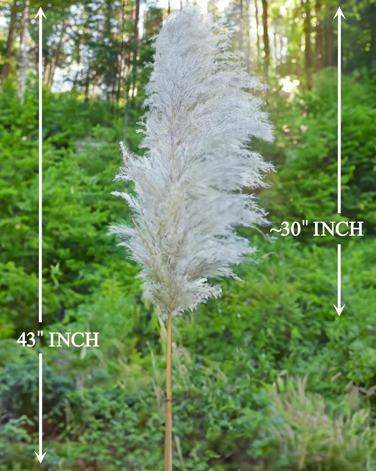 15 Stems 43” inch Pamwee Natural Dried Pampas Grass Decor Tall, Large and Fluffy