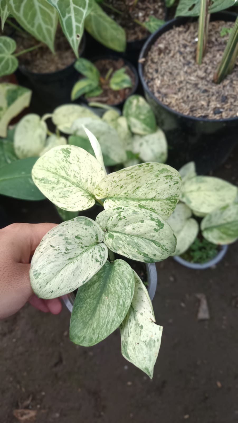 Scindapsus Silver Cloud variegated Real Picture