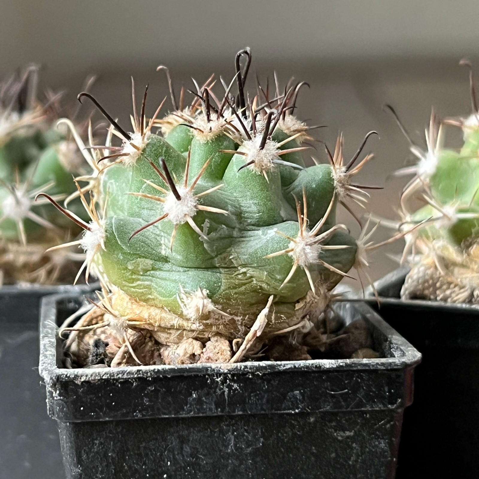 A26-1481 Sclerocactus parviflorus RP22, 4 pieces, grafted