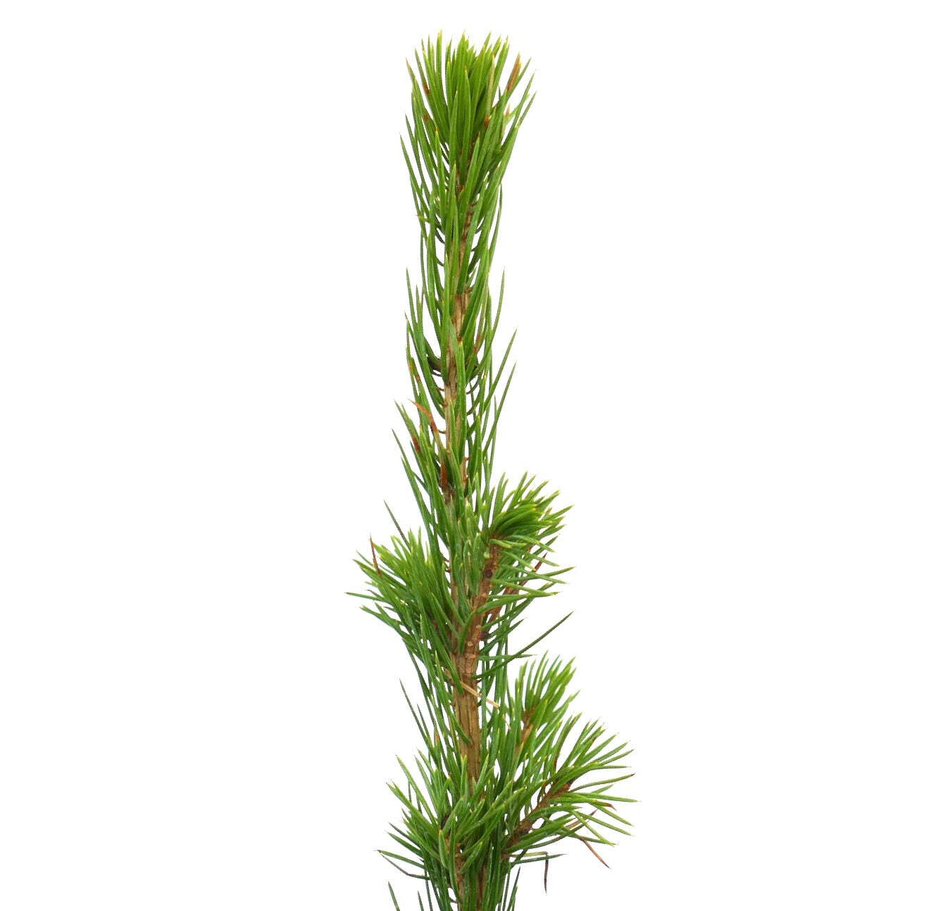 Picea omorika – Serbian spruce