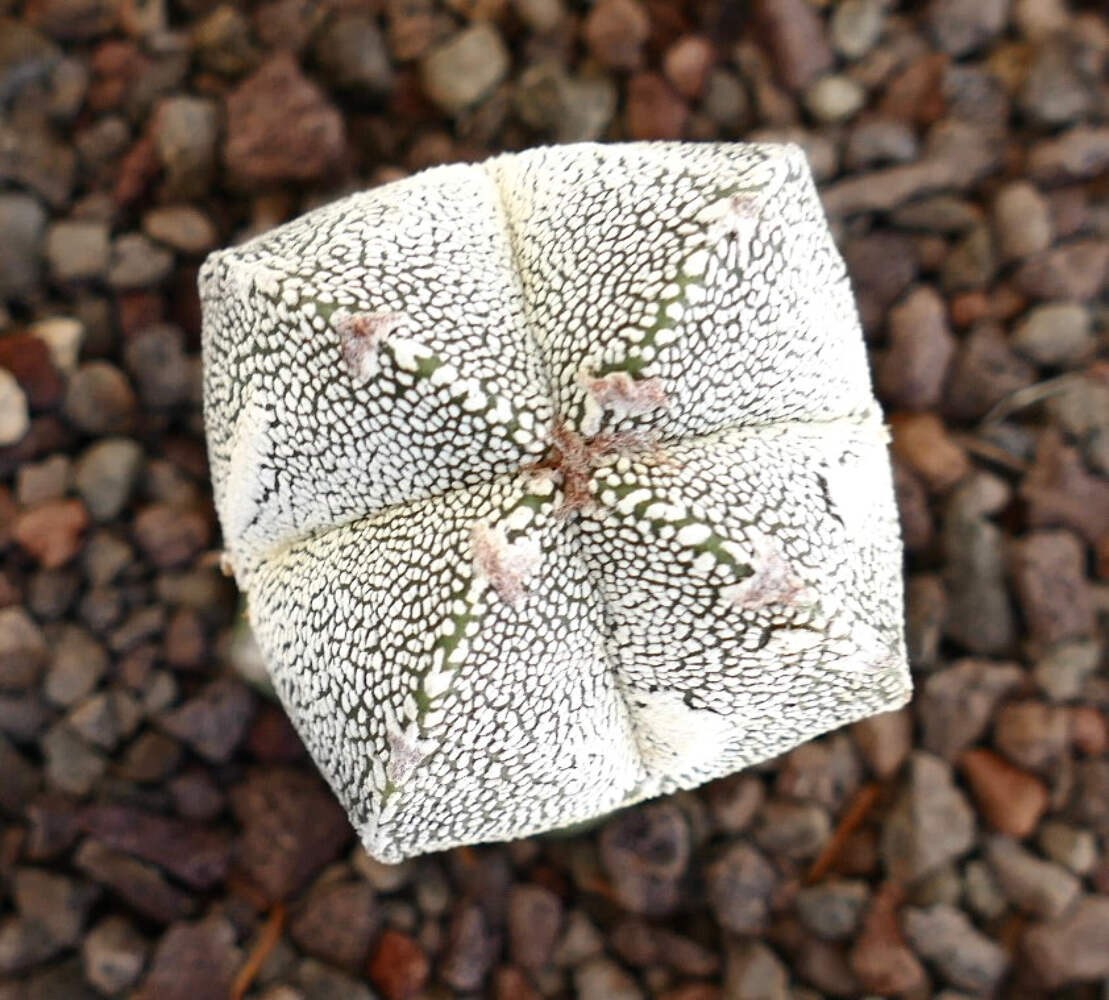 Astrophytum cv ONZUKA x HAKUUN (grafted) HA029 – Bishop’s cap | Star cactus