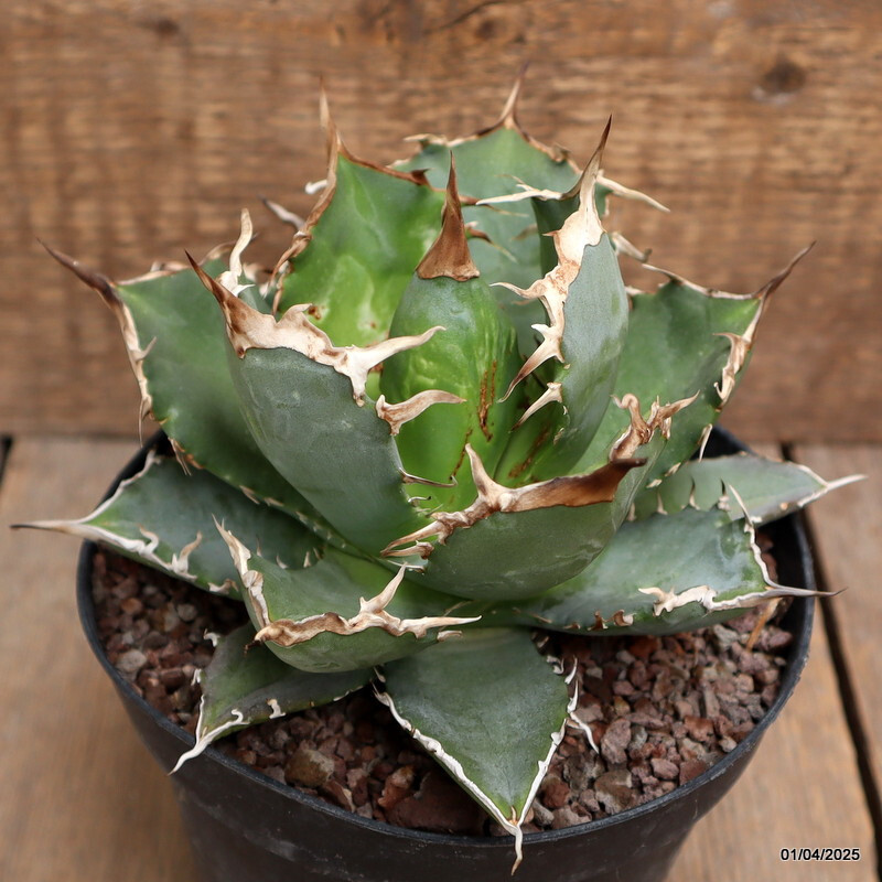 D117 AGAVE TITANOTA pot14-H11-W15 cm MaMa Cactus