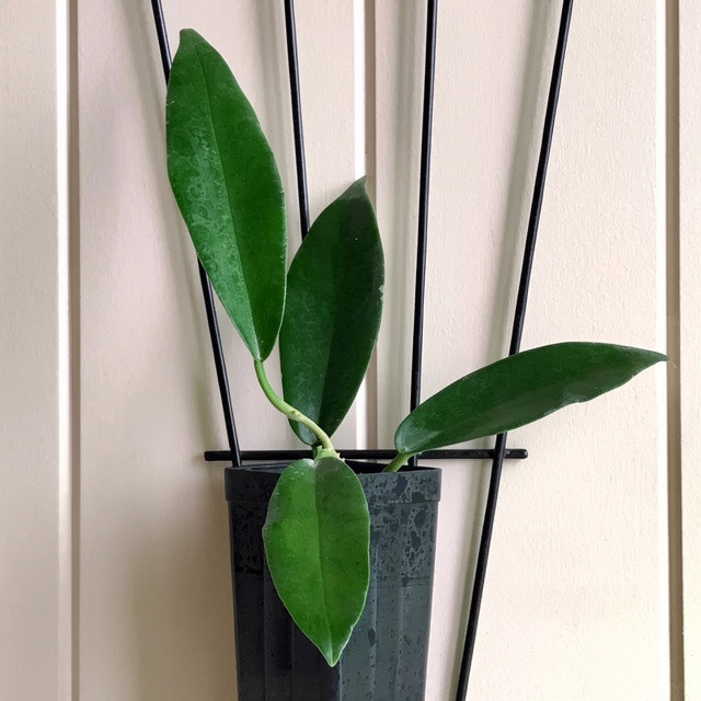 Hoya Macgillivrayi Rare Plant