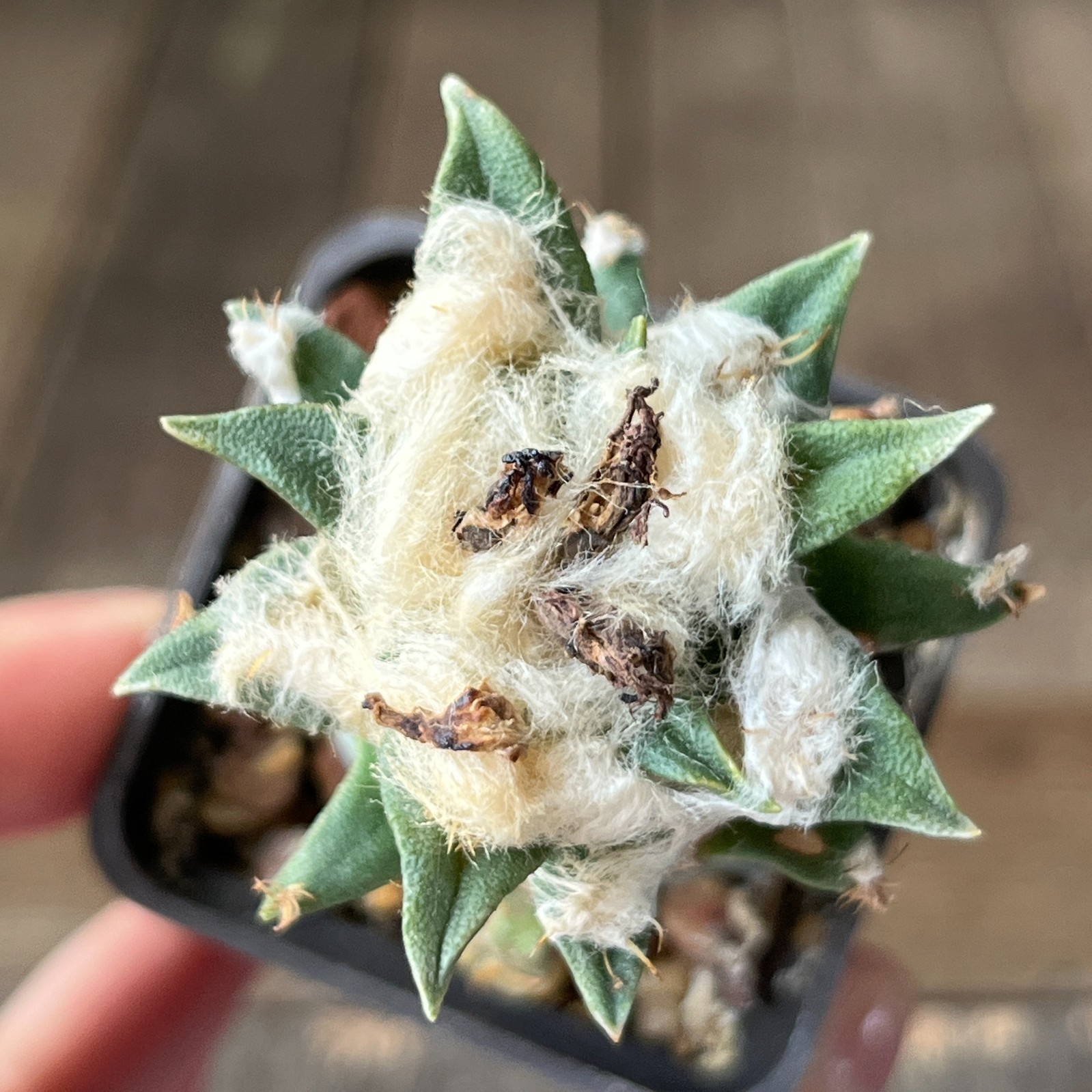 A1-337 Cactus hybr (agavoides x trigonus), grafted