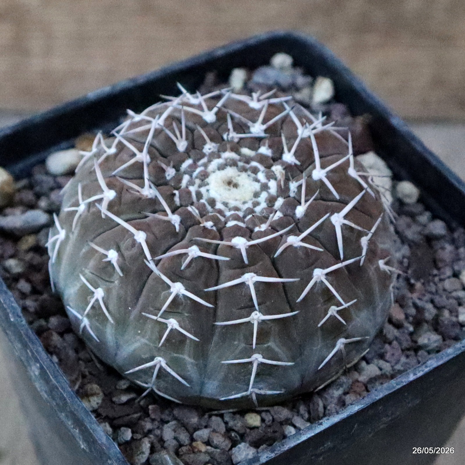 D5689 GYMNOCALYCIUM STELLATUM pot10-H5-W7,5 cm MaMa Cactus