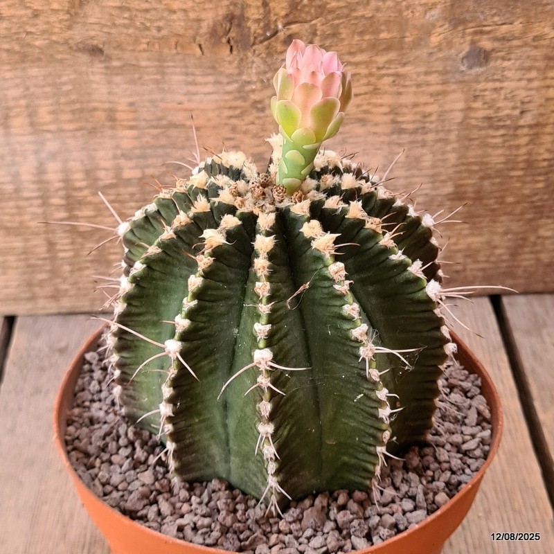 D5916 GYMNOCALYCIUM MIHANOVICHII OLD pot14-H12-W11 cm MaMa Cactus